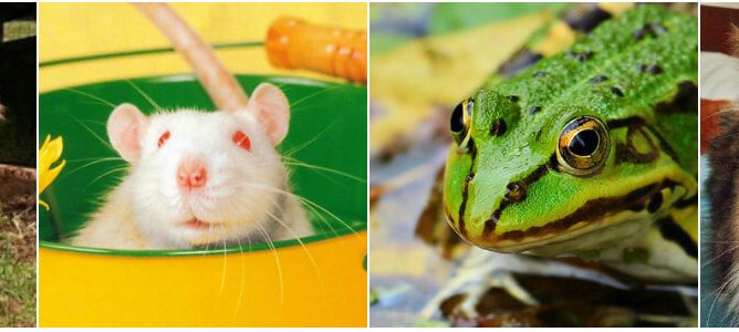 animals used for dissection