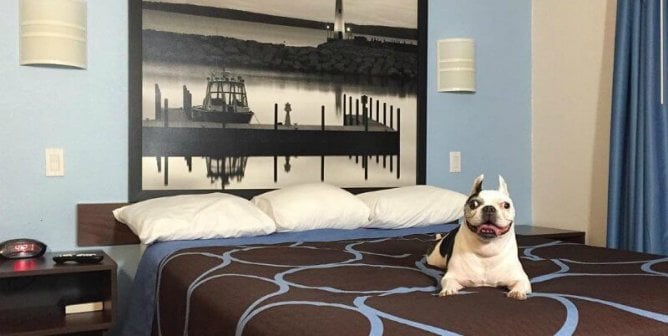 holiday inn dog friendly hotels