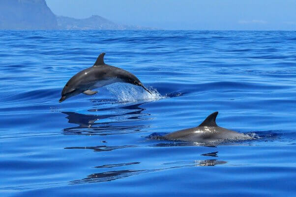 Two dolphins in blue ocean