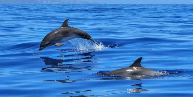 Two dolphins in blue ocean
