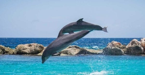 Two leaping dolphins
