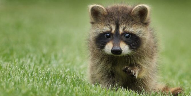 Keeping Wildlife and Bugs Away Without Using Chemicals