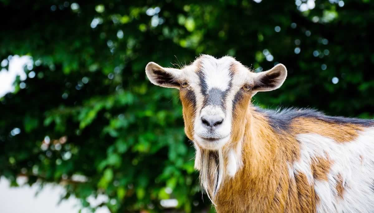 Brown and white goat in front of tree facing camera