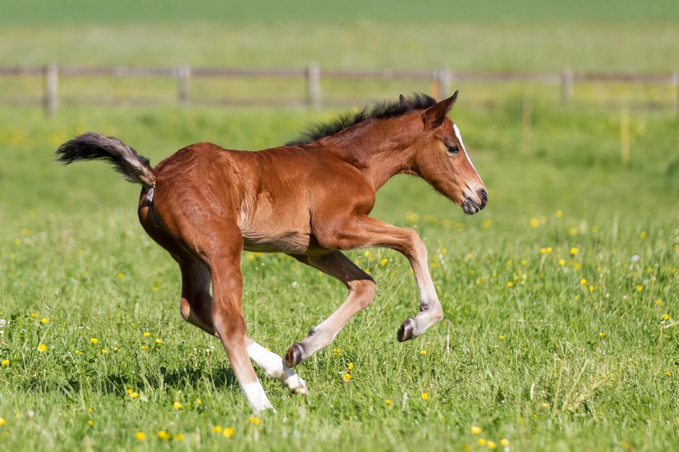 Cute brown foal running across green grass