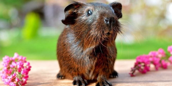 Brown guinea pig strikes dignified pose