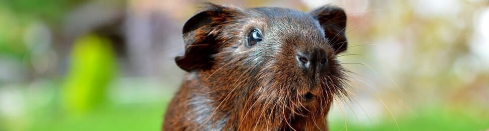 Brown guinea pig strikes dignified pose