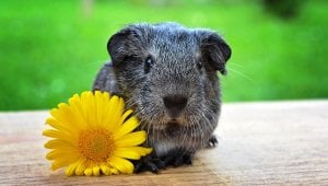 Cute gray guinea pig sitting next to yellow flower