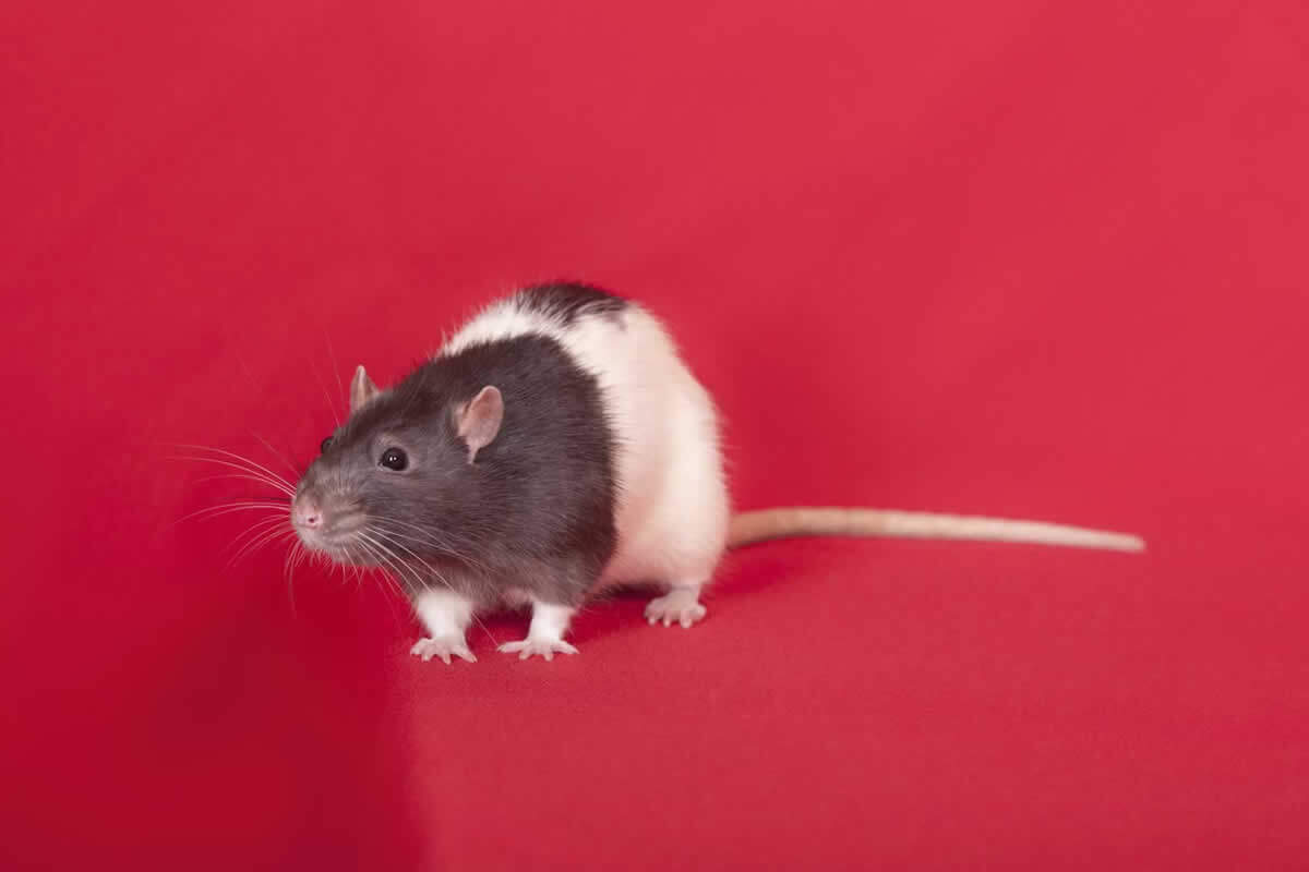these-cruel-tests-on-rats-will-make-you-see-red-peta