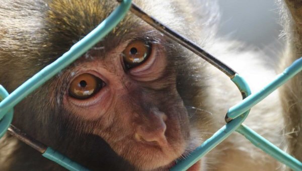 The Feds Are Stalling—1,000 Endangered Monkeys Need Your Help!