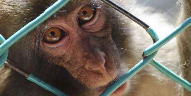The Feds Are Stalling—1,000 Endangered Monkeys Need Your Help!