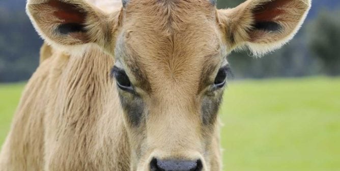 Close-up of light brown calf