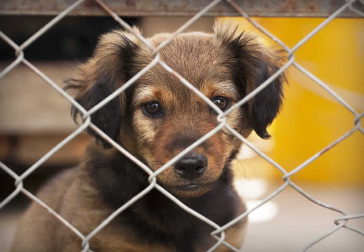 Cute brown puppy looking out through fence