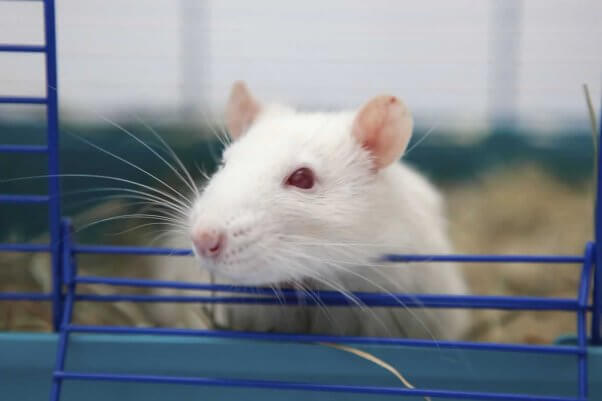 White rat