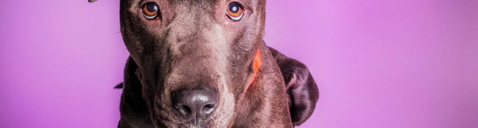 Cute brown pit bull with red and white ball