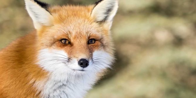 Victory: Joie Clothing Label Bans Fur Following Talks With PETA