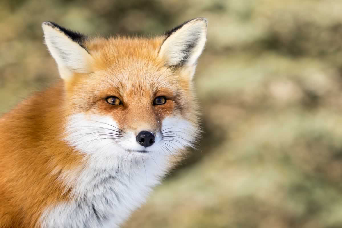 Red fox