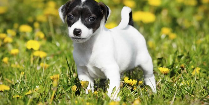 9 Ways Your Animal Companion May Actually Be the Boss of You
