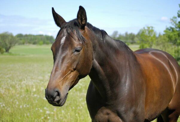 peta calls on florida authorities to investigate horse trainer jorge navarro