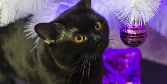 Black cat next to white Christmas tree