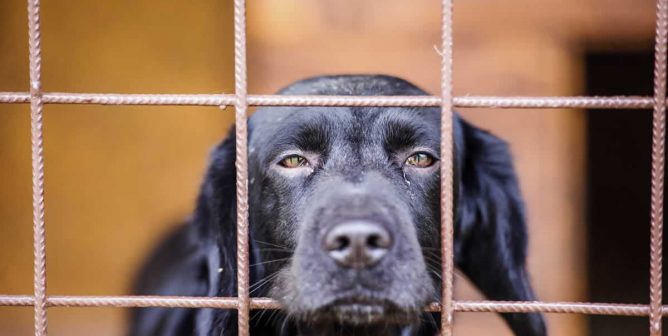 Sad black dog in cage