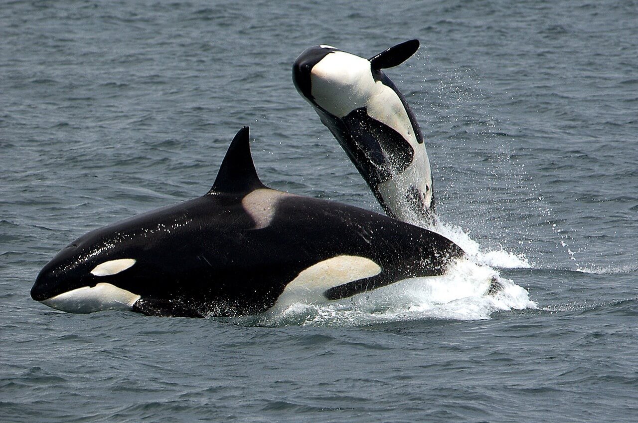 Baby orca leaping next to an adult in the wild