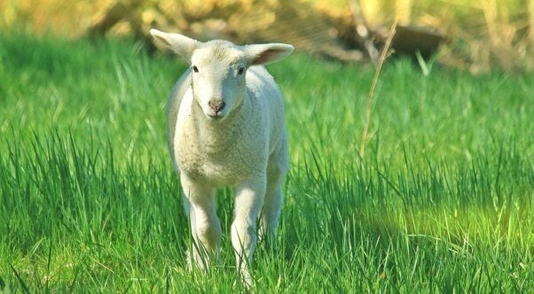 White sheep in tall grass facing camera