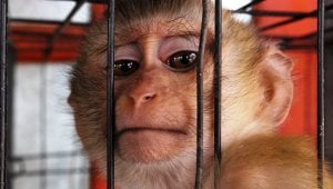 Sad-looking monkey in cage