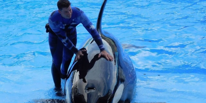 Captive orca with handler at SeaWorld