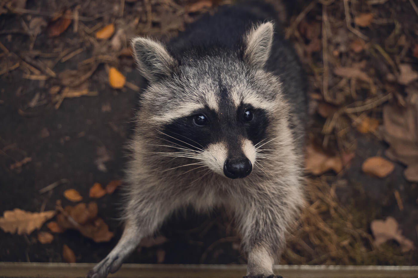Here's How to Help Wild Animals in Need | PETA Living Here's How to Help Wild Animals in Need | PETA Living
