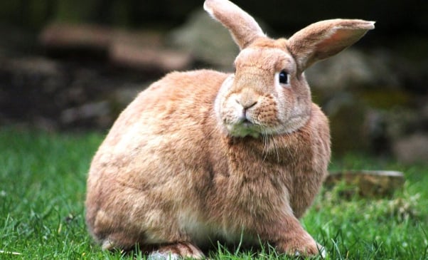 Large brown rabbit sitting in grass