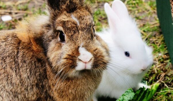 Brown rabbit and white rabbit looking at camera