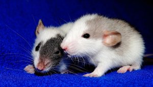Speed Treatments, Skip Animal Testing: Support FDA Modernization Act