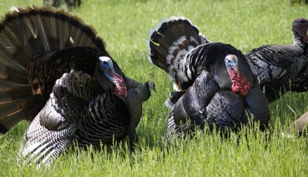 Several turkeys standing in grass