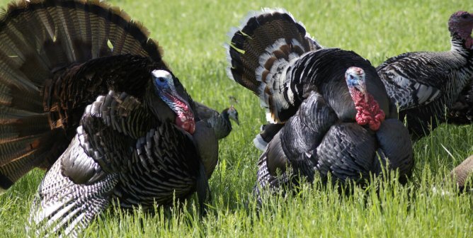 Several turkeys standing in grass