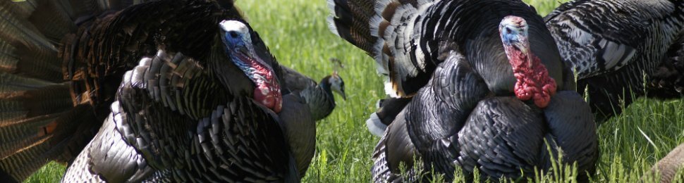 Several turkeys standing in grass