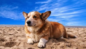 Corgi lying on sand, bright blue sky in background