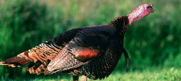 Wild turkey on grass