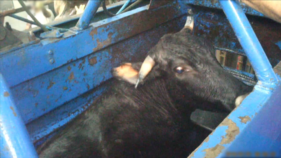 U.S. Kosher Authority Bans ‘Shackle and Hoist’ Slaughter Following PETA Exposé