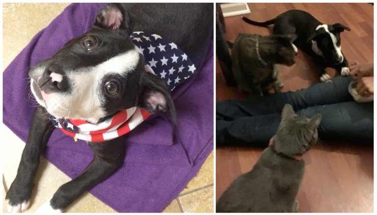andie ariel rescue puppy patriotic