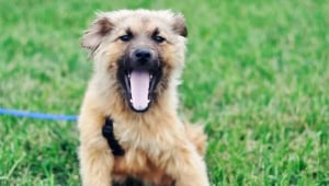 Animal Companion Factsheets