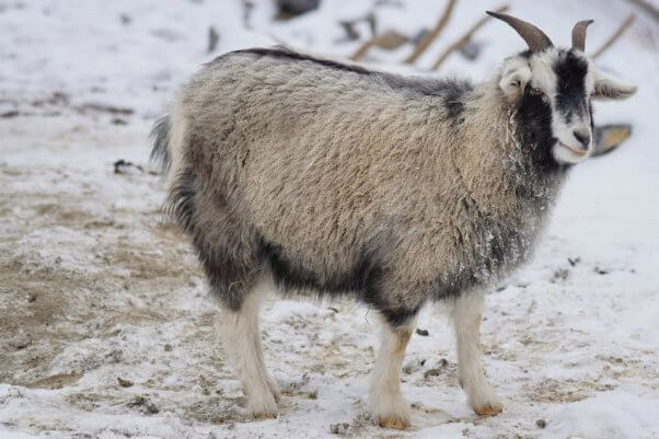 cashmere-goat