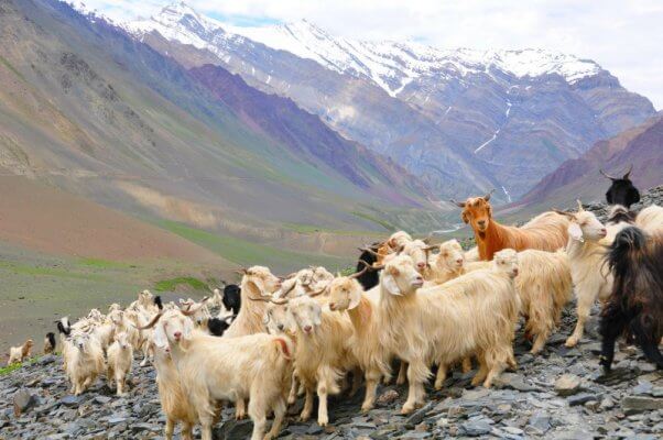 cashmere-goats-himilayas