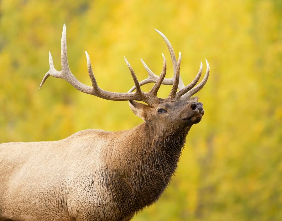 hunter-gored-by-the-elk-he-had-just-killed-peta