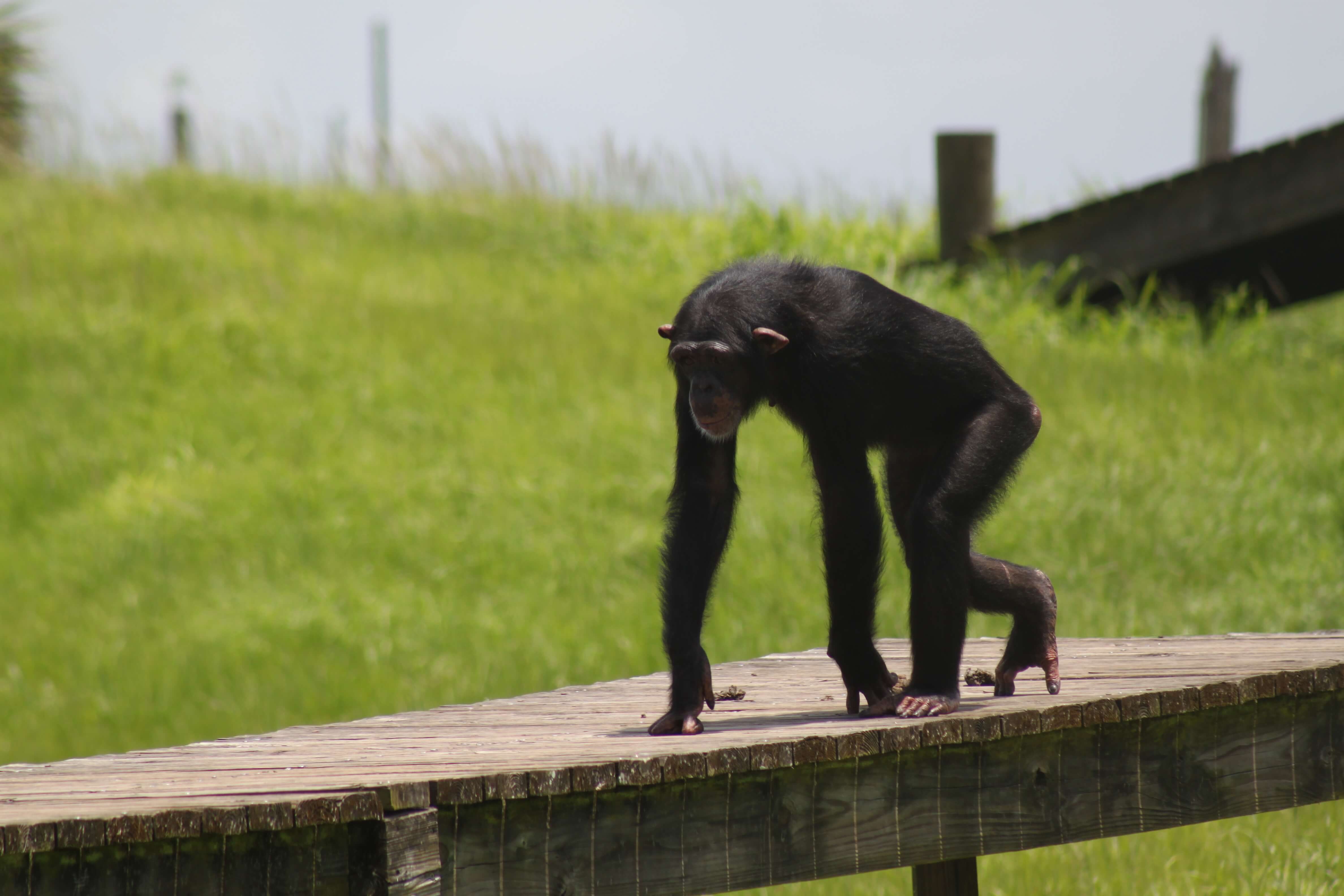 lisa marie chimpanzee