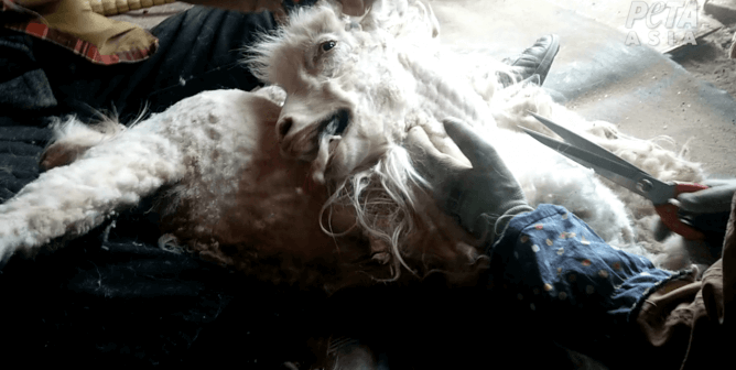 When You Find Out Where Cashmere Comes From, You’ll Never Wear It Again