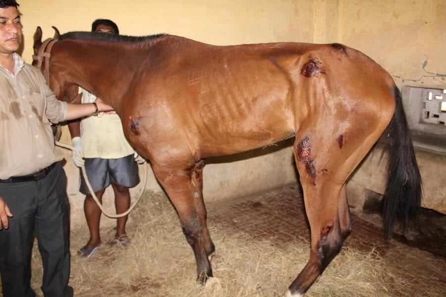 King Institute of Preventive Medicine & Research: Horse 299 from the King Institute has acute laminitis, is very thin, and has numerous pressure ulcers from being unable to stand for very long.