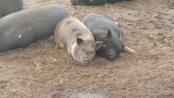 Pigs rescued from Darlynn