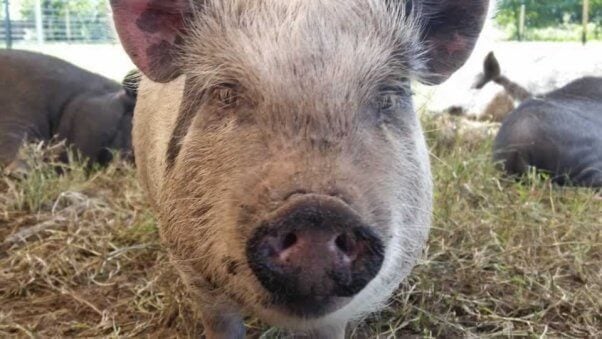 Pig rescued from Darlynn's Darlins by PETA
