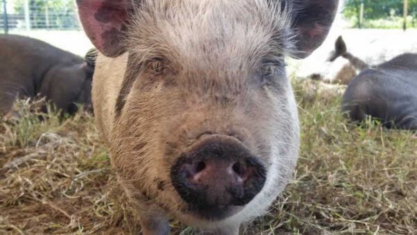 Pig rescued from Darlynn