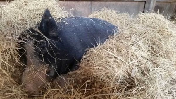 Pig rescued from Darlynn's Darlins by PETA